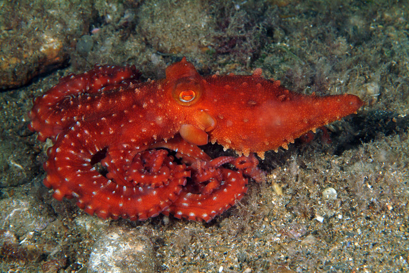 Octopus macropus